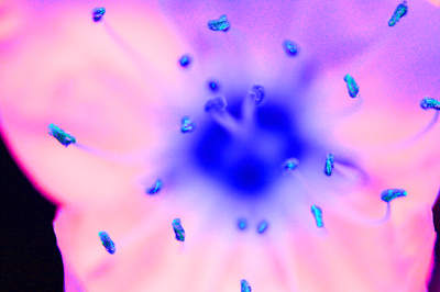 London arts photographer